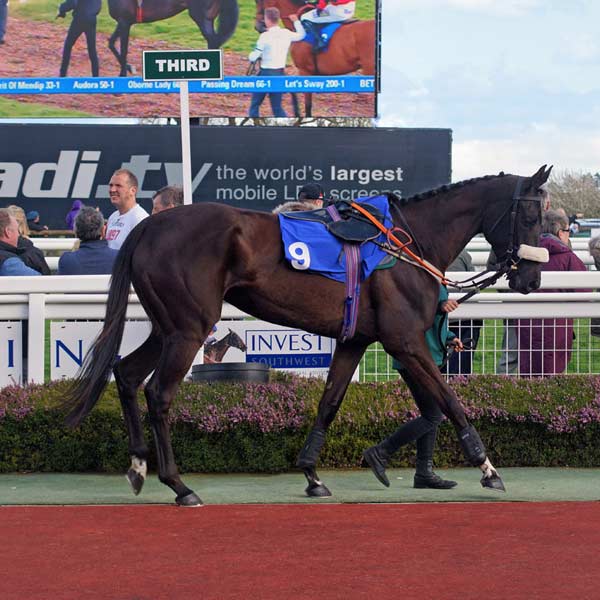 Passing Dream (trained by Seamus Mullins)